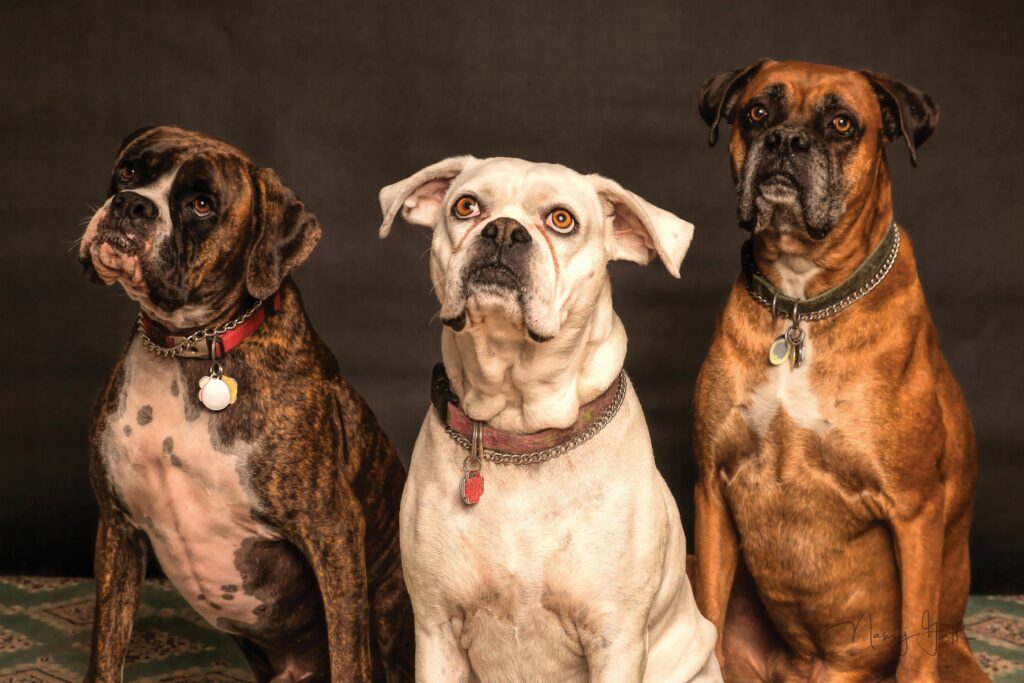 dog trainer group classes