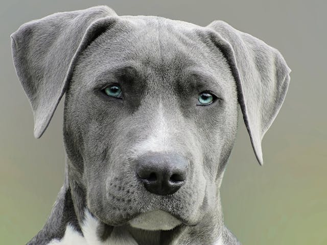 Factors That Influence the Cost of a Dog Trainer