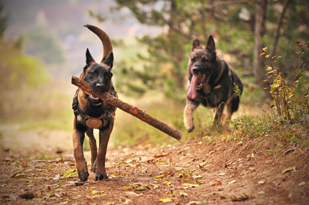 Red Flags to Watch Out For in a dog trainer
